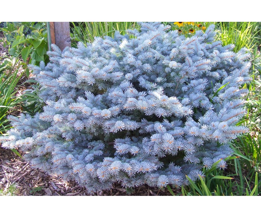 Dwarf Globe Blue Spruce